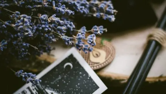 Ervas de cada signo: aprenda a fazer o melhor banho para o seu signo