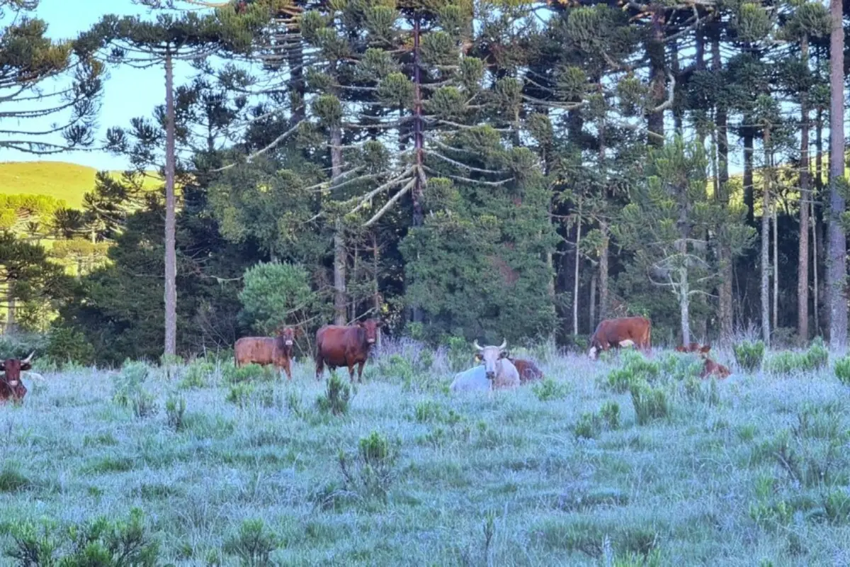 Imagem mostra serra catarinense coberta por neve