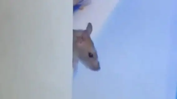 Rato no BBB 21: Genilson reaparece no reality; veja o vídeo