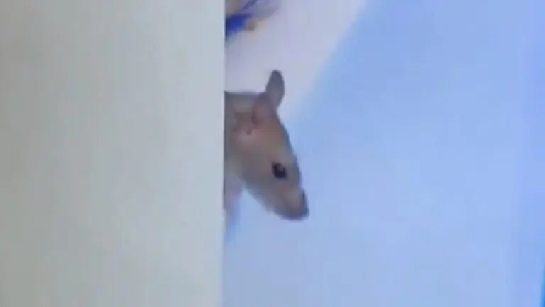 Rato no BBB 21: Genilson reaparece no reality; veja o vídeo