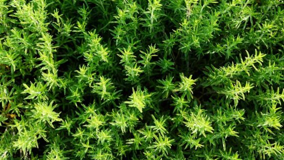 Banho de tomilho: aprenda a usar essa erva mágica para ter coragem