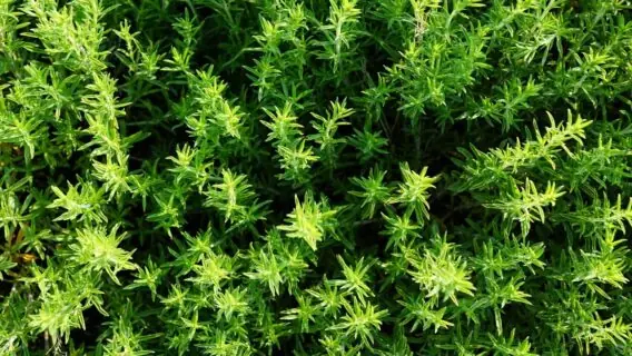 Banho de tomilho: aprenda a usar essa erva mágica para ter coragem