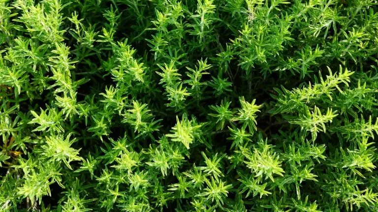 Banho de tomilho: aprenda a usar essa erva mágica para ter coragem