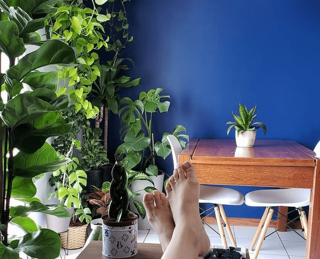 Indoor plants