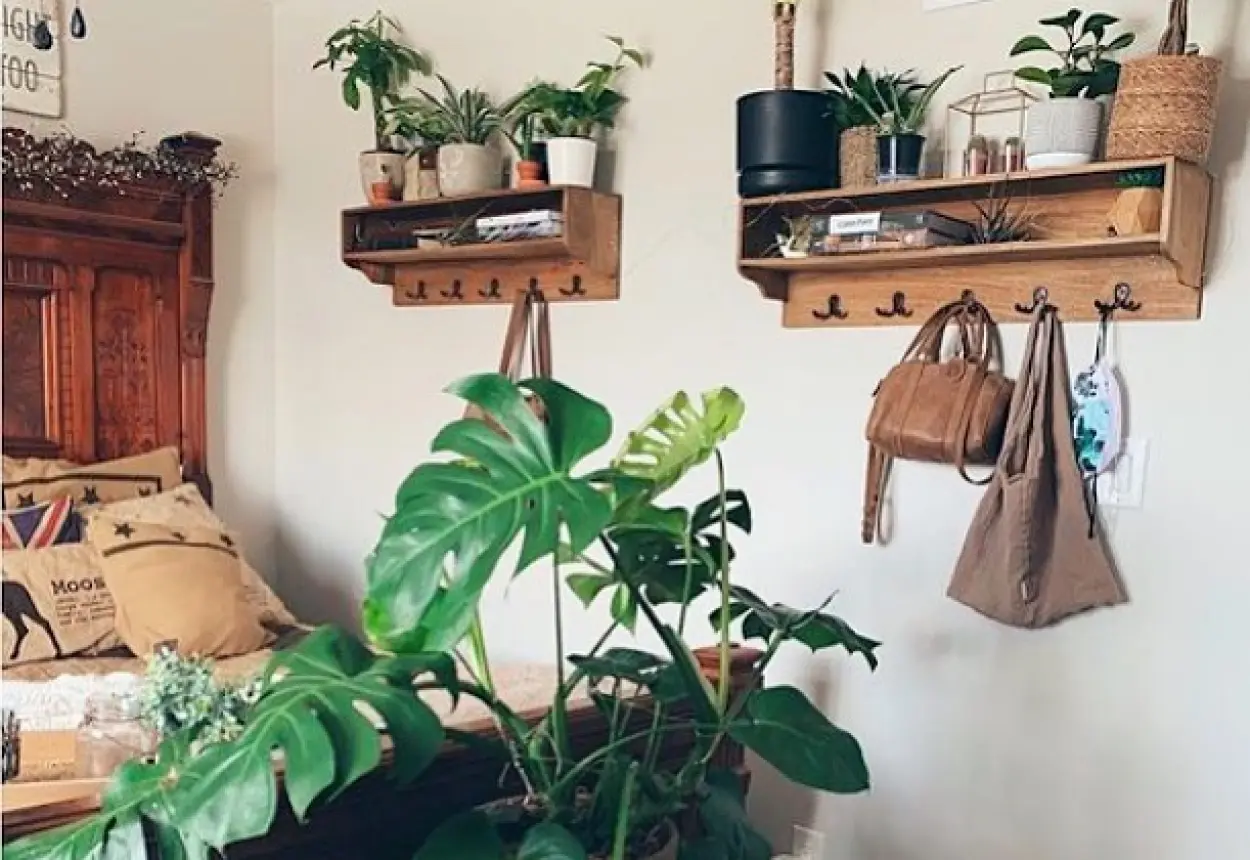 Plantas para quarto Plantas para quarto