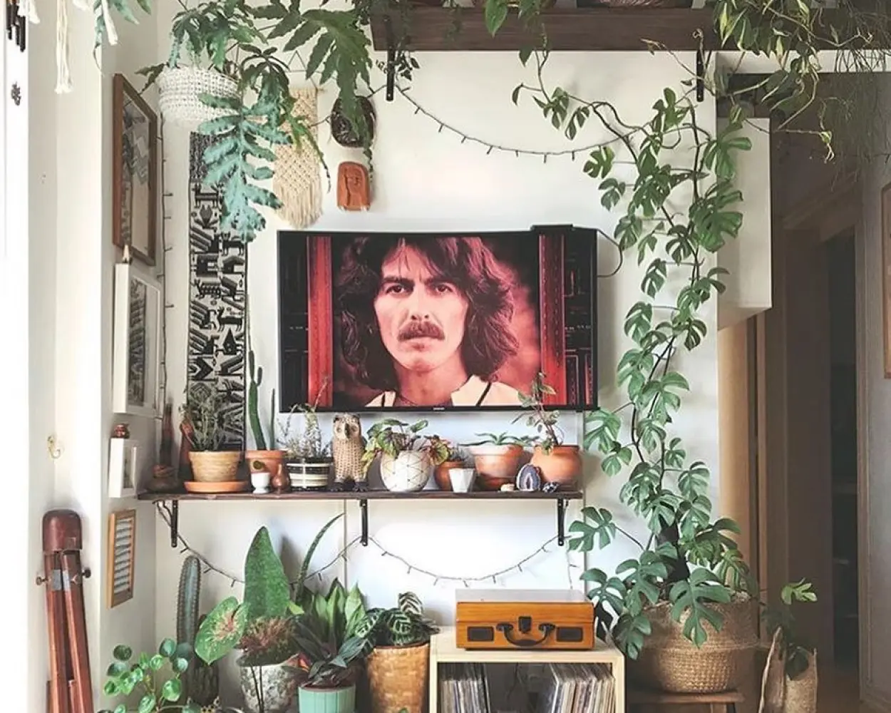 Plantas para casa Plantas para casa