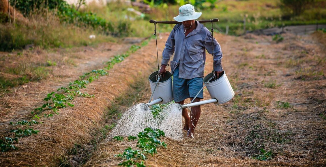 Foto mostra trabalhador rural regando plantação.
