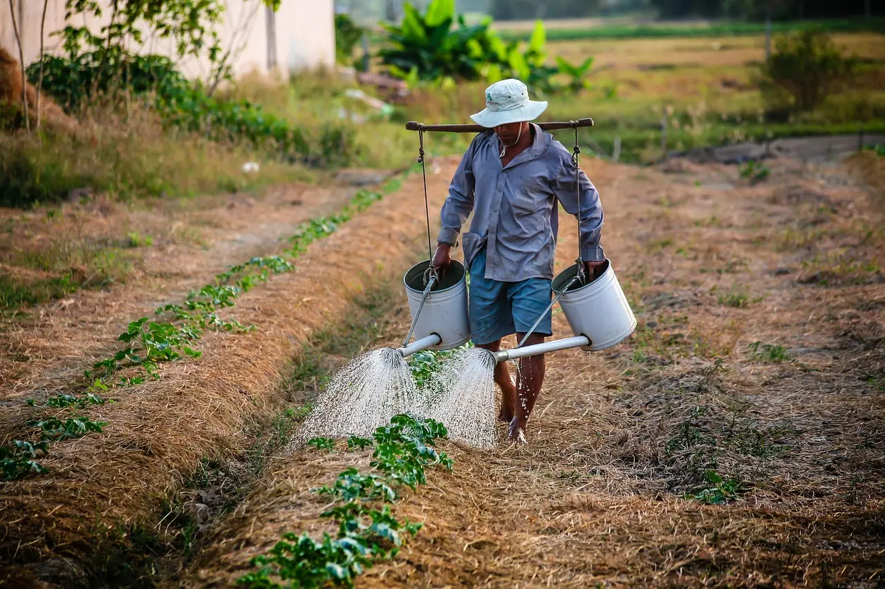 Foto mostra trabalhador rural regando plantação.