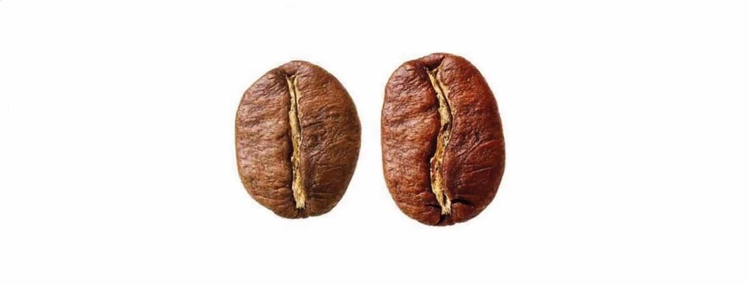 Diferenças entre café arábica e robusta. Fonte: Octávio Café