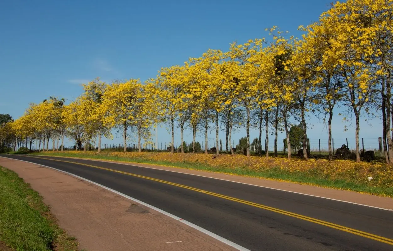 O ipe amarelo e uma das arvores mais belas do pantanal. Foto por apremavi