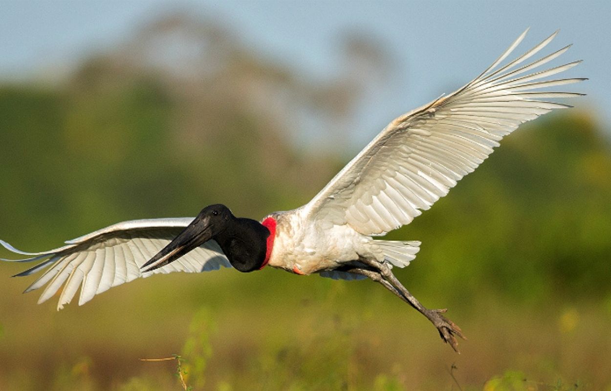 O tuiuiu e um dos maiores simbolos do pantanal. Foto por andreas trepte