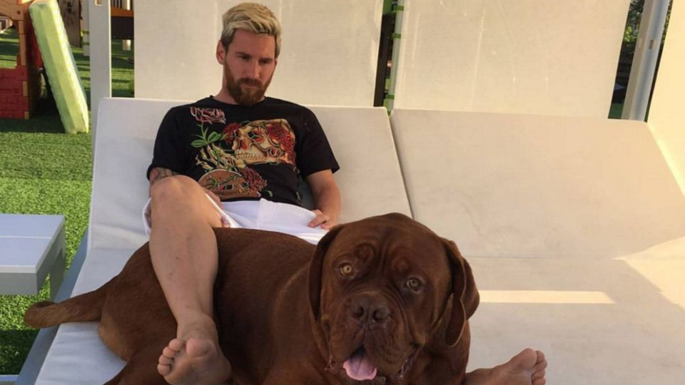 cachorro de messi