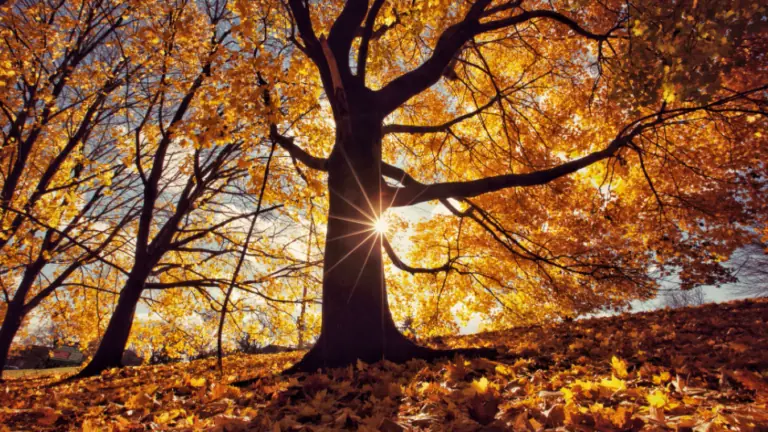 Como será o Outono de 2021 no Brasil? Veja a previsão