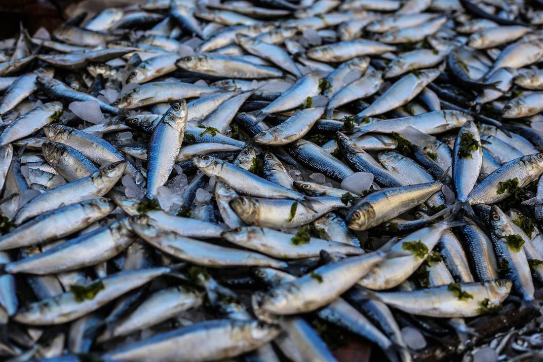 Imagem mostra diversos peixes, causadores da Síndrome de Haff