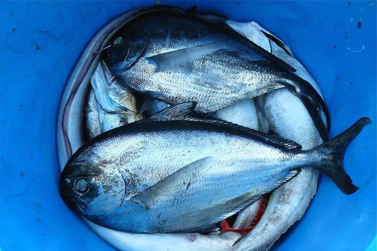 Imagem mostra balde de peixes, responsáveis por Síndrome de Haff