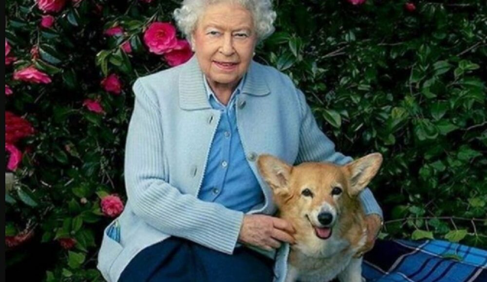 Cachorro da rainha