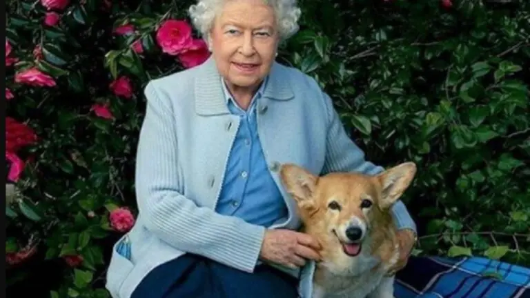 Morre cachorro da rainha Elizabeth II; monarca já teve mais de 30 cães