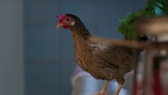 Veja qual é o nome da galinha de Salve-se Quem Puder