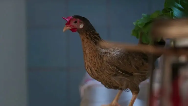 Veja qual é o nome da galinha de Salve-se Quem Puder