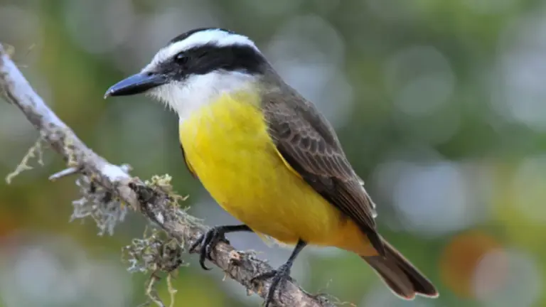 Memes Bem-Te-Vi: os melhores vídeos e origem do meme