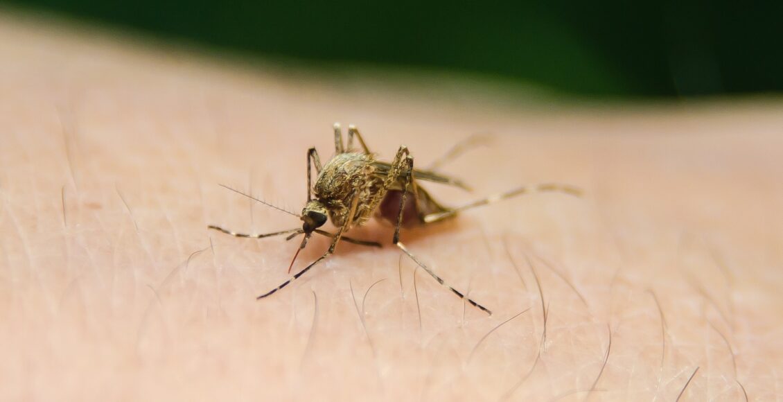 vacina contra malária