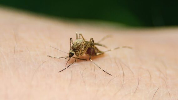 Vacina contra a malária? O que sabemos sobre o 1º imunizante
