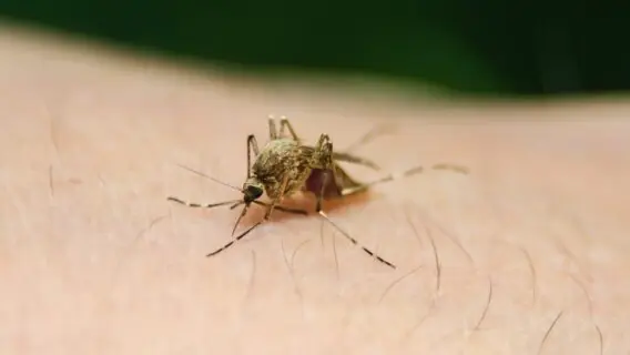 Vacina contra a malária? O que sabemos sobre o 1º imunizante