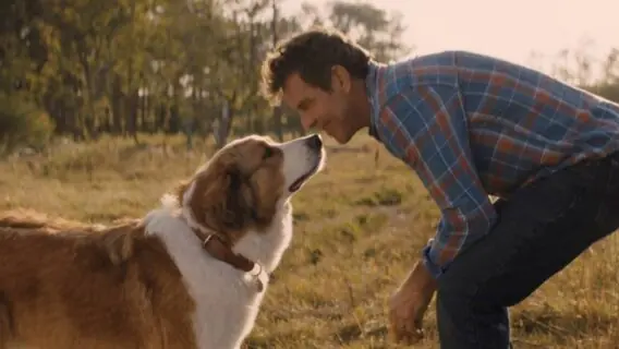 Tela Quente hoje (03/01) vai passar a comédia ‘Juntos para Sempre’
