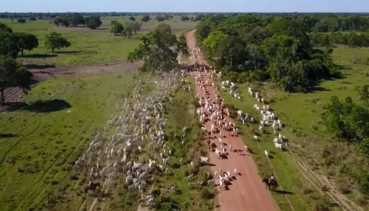 novelas da globo 2022