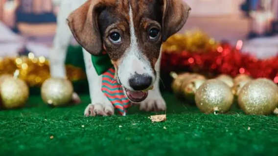 Saiba como fazer a adoção de animais resgatados em Brumadinho