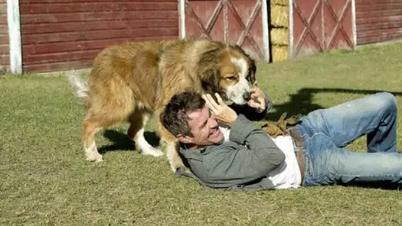 Sessão da Tarde hoje (21/02) vai passar ‘Quatro Vidas De Um Cachorro’