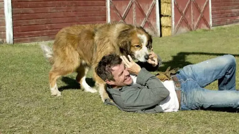 Vídeo: cachorro invade partida de futebol no Campeonato Boliviano