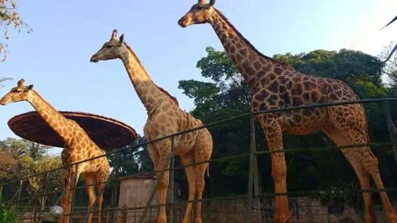 Zoológico de São Paulo valor do ingresso em 2022 e horário