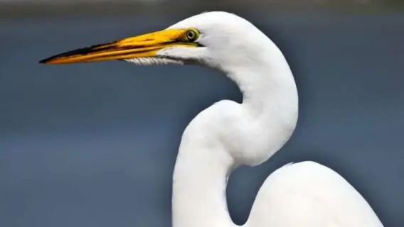 8 animais que vivem no Pantanal de MS e MT