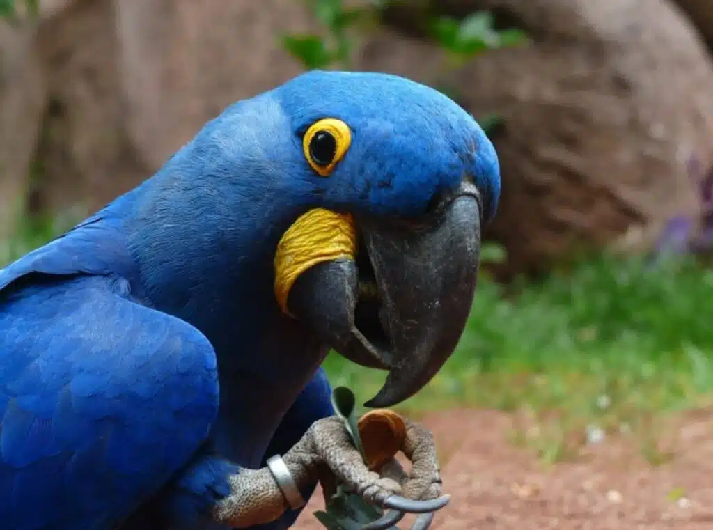 animais que vivem no pantanal