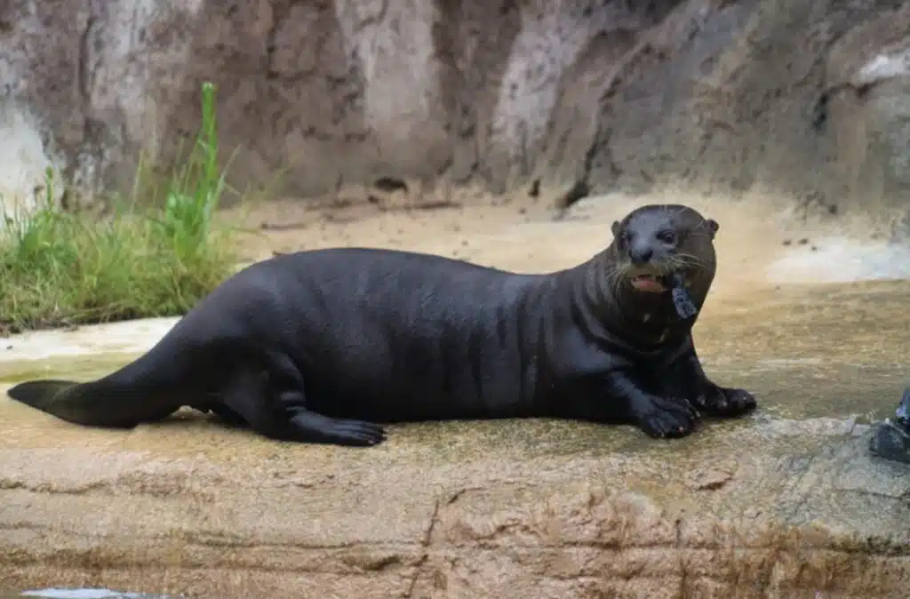 animais que vivem no pantanal