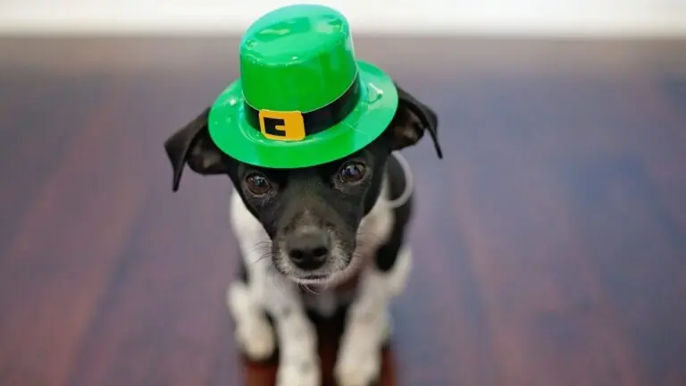 O que é o dia de São Patrício e a importância da cor verde