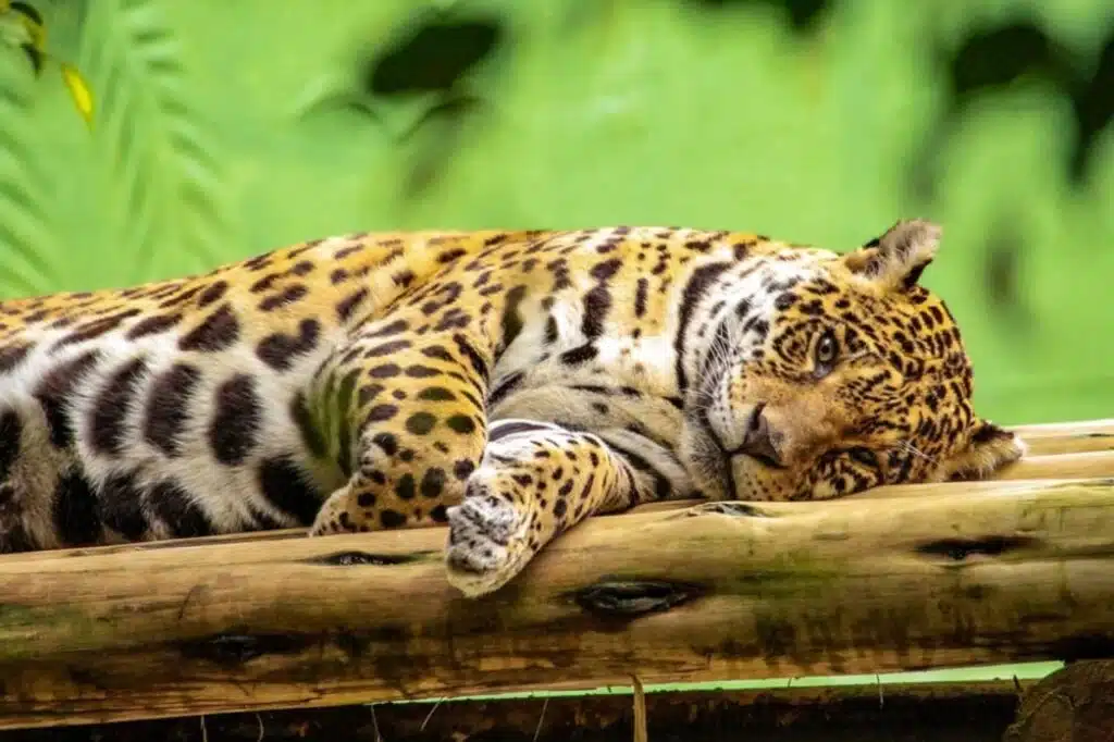 animais que vivem no pantanal