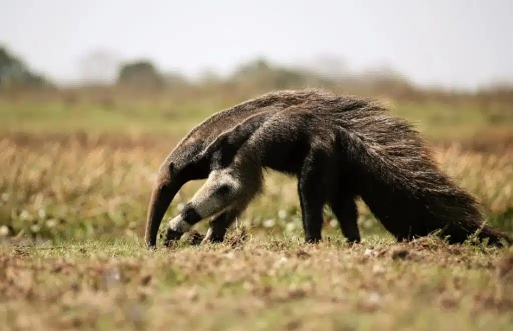 animais que vivem no pantanal