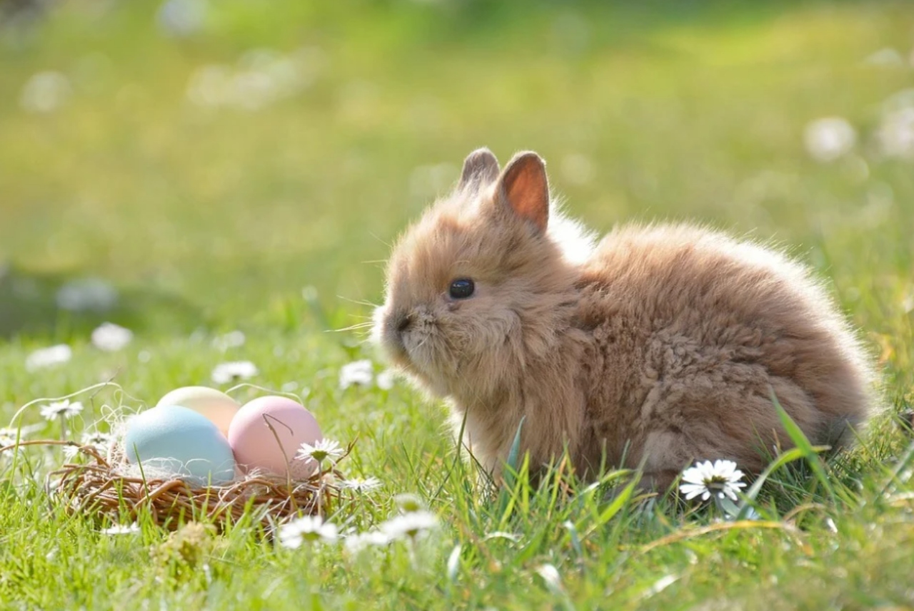 Qual é o significado do coelho da Páscoa?
