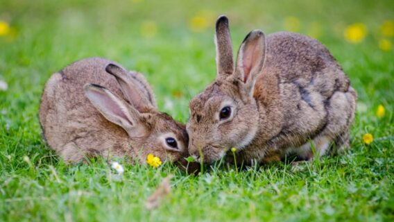 Mensagem Páscoa 2022: 7 apps de frases para enviar