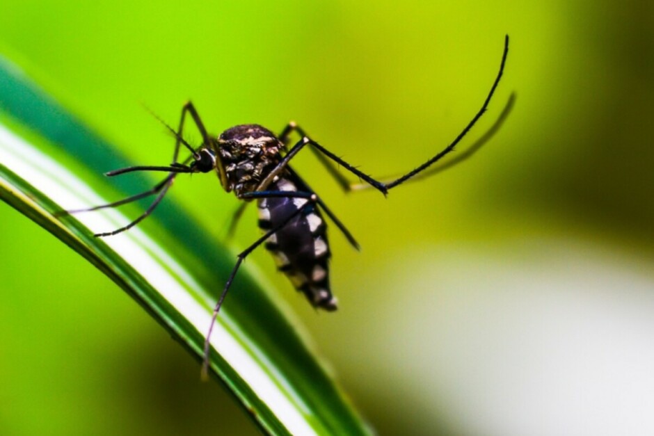 como a dengue é transmitida