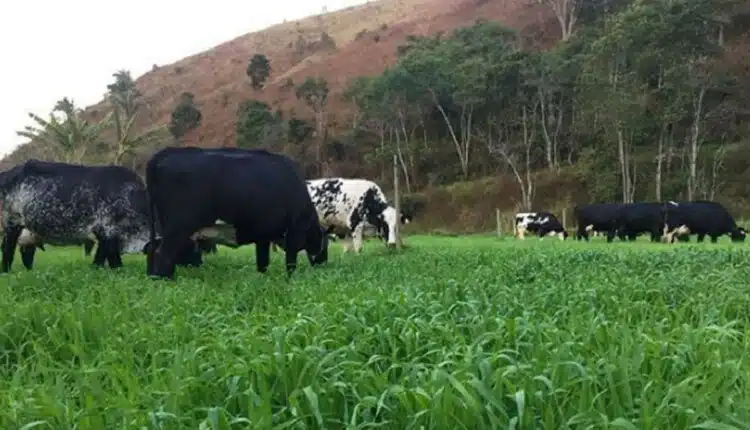 fazenda de marcos palmeira