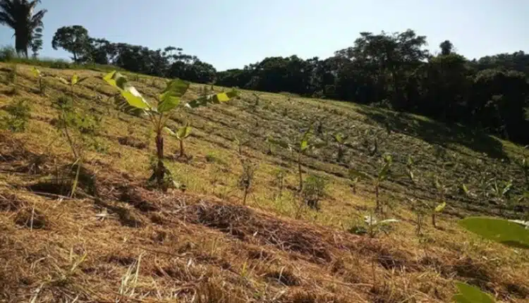 fazenda