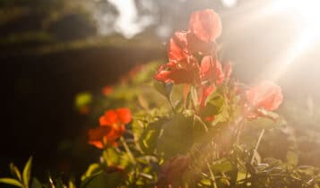 plantas que trazem boas energias