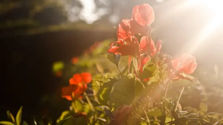4 plantas que trazem boas energias para a sua casa