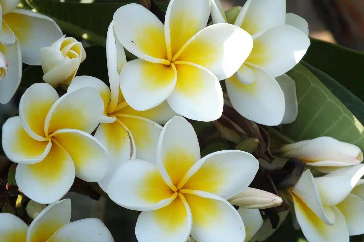 Jasmin Plantas que trazem boas energias