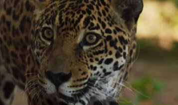 Onça da novela Pantanal