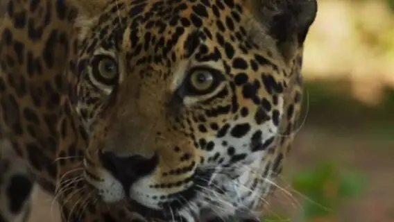 Onça da novela Pantanal vai morrer? Filho de Tenório atira em animal