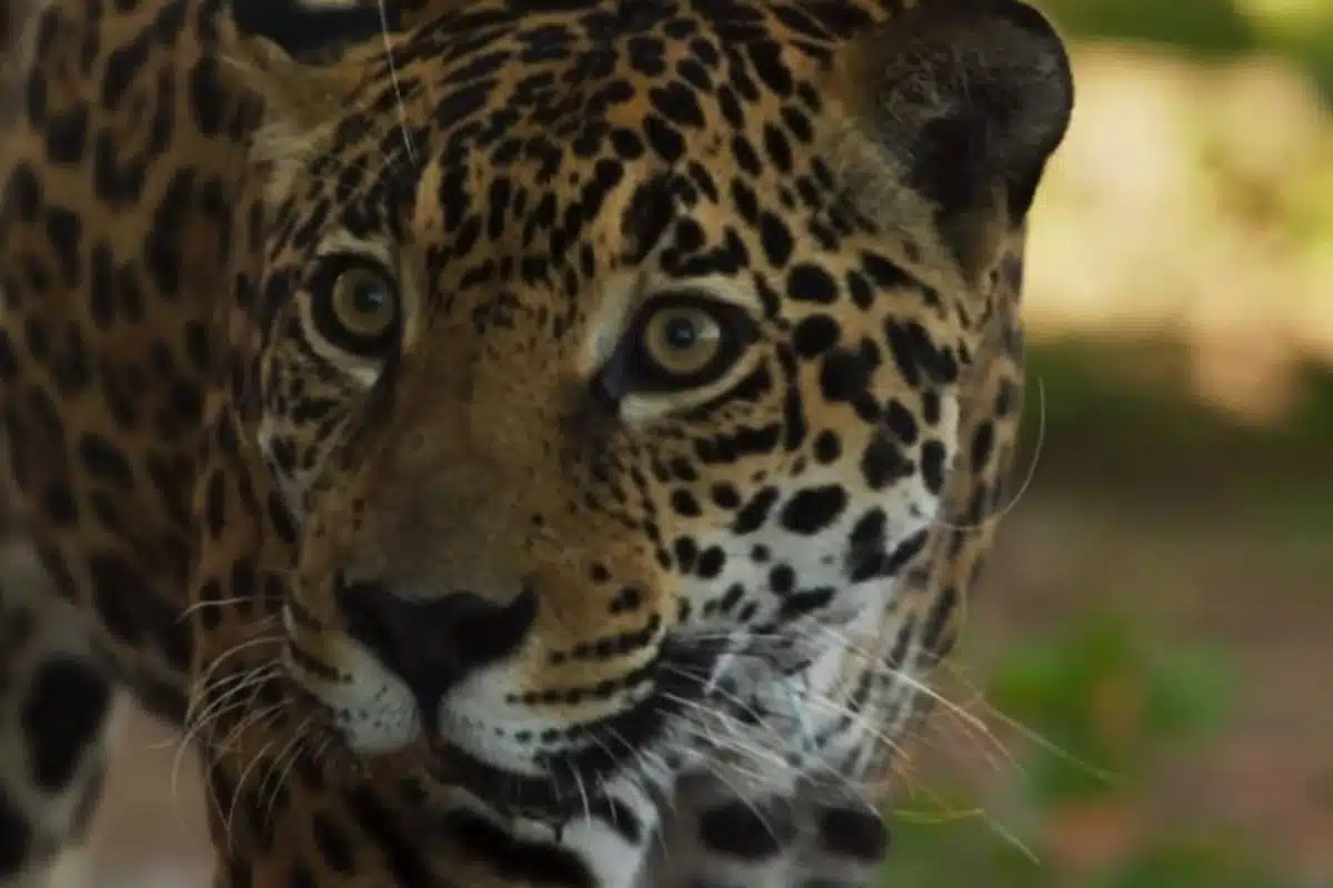 Onça da novela Pantanal